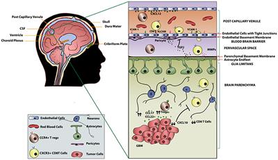 Genetically Engineered T-Cells for Malignant Glioma: Overcoming the Barriers to Effective Immunotherapy